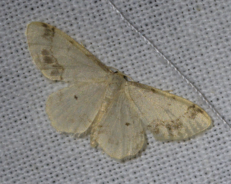 Idaea trigeminata - csúcsfoltos apróaraszoló