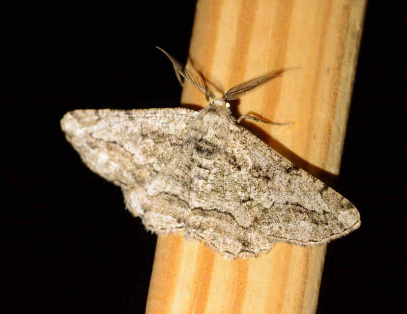 Synopsia sociaria - ürömaraszoló