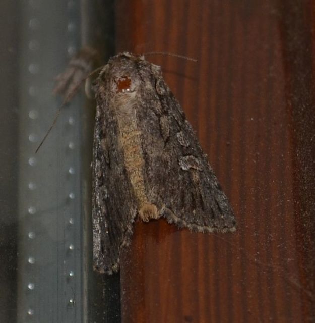 Dichagyris forcipula - szürkésbarna földibagoly