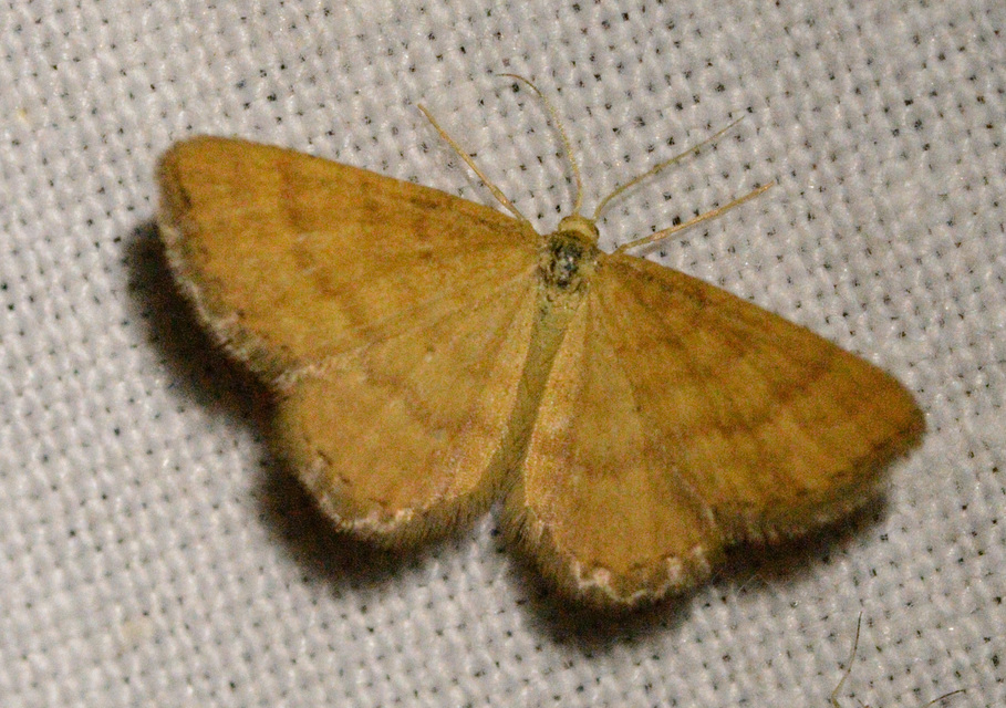 Idaea serpentata - kis sávosaraszoló