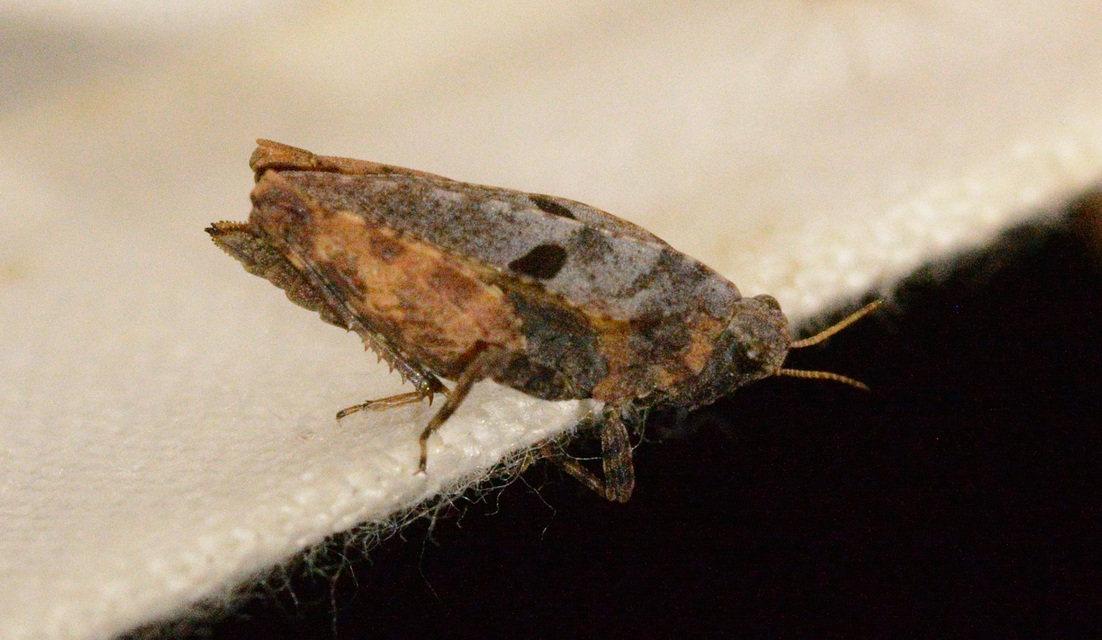 Tetrix bipunctata - kétpettyes tövishátúsáska
