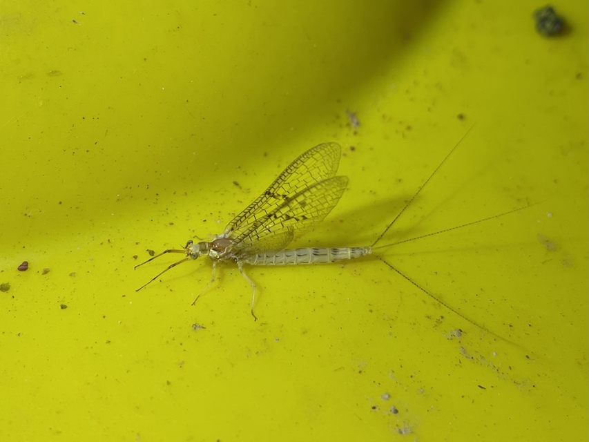 Ephemera glaucops