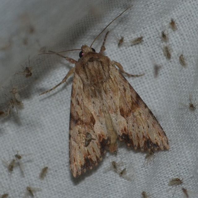 Apamea sublustris - sárgás dudvabagoly