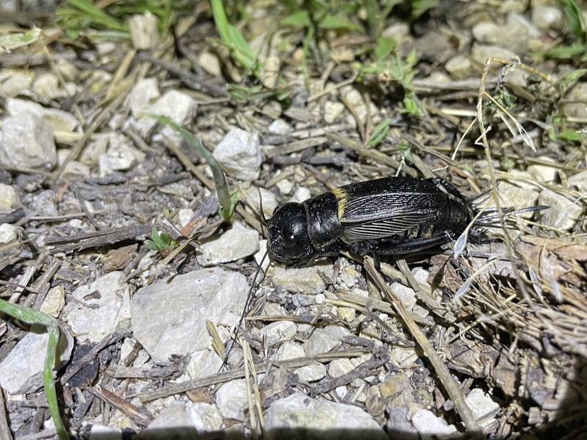 Gryllus campestris - mezei tücsök