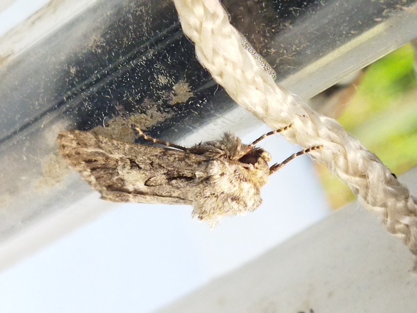 Dichagyris forcipula - szürkésbarna földibagoly