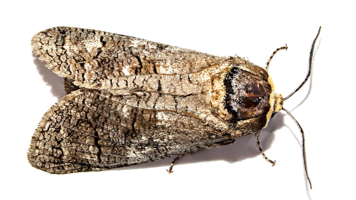 Cossus cossus - fűzfarontólepke
