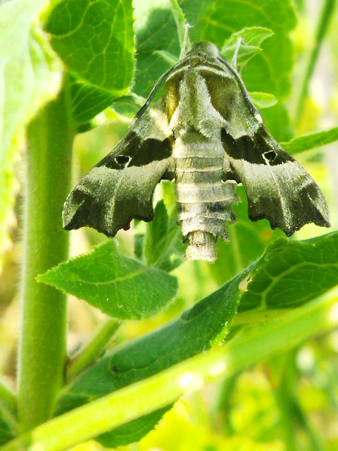Proserpinus proserpina - törpeszender