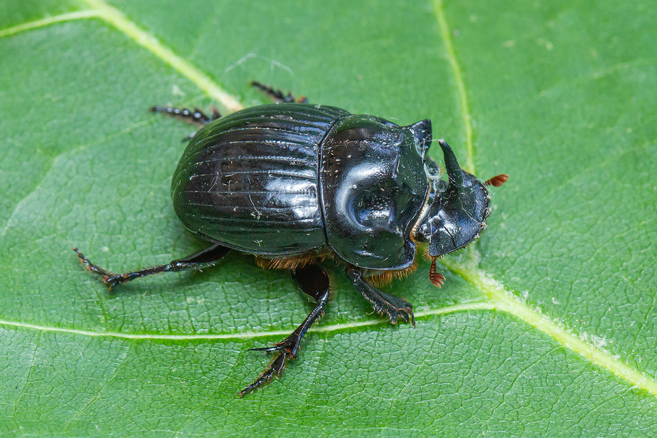 Copris lunaris - közönséges holdszarvú-ganéjtúró