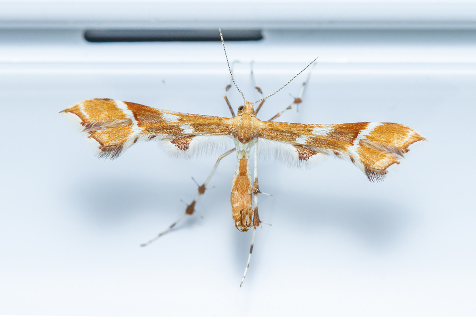 Cnaemidophorus rhododactyla - rózsabogyó-tollasmoly