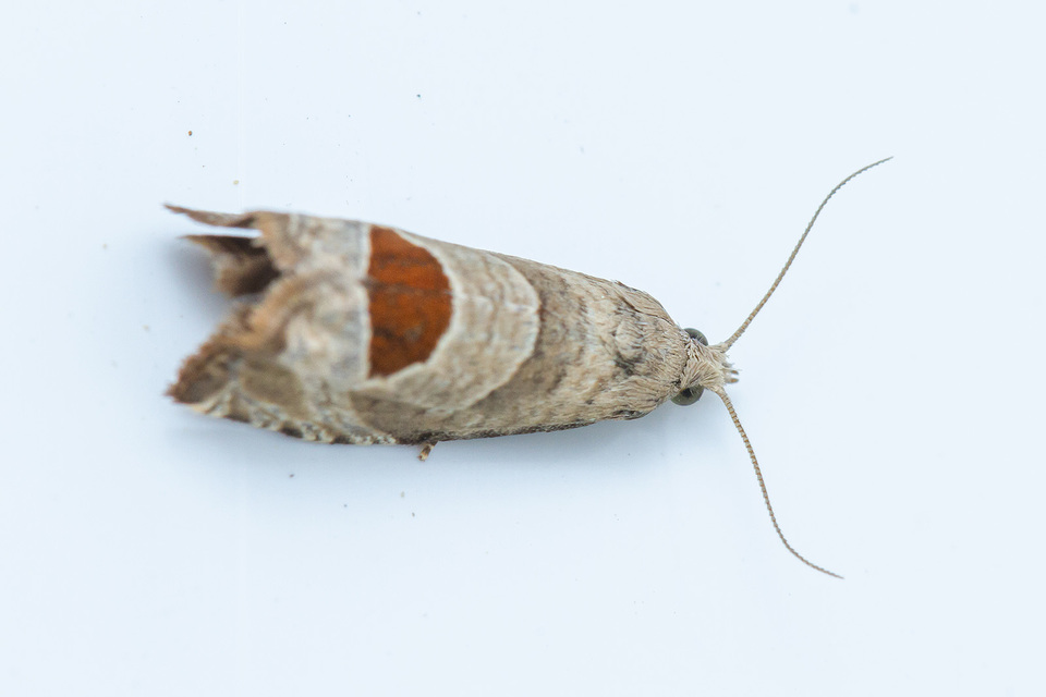 Notocelia uddmanniana - málnasodró tükrösmoly