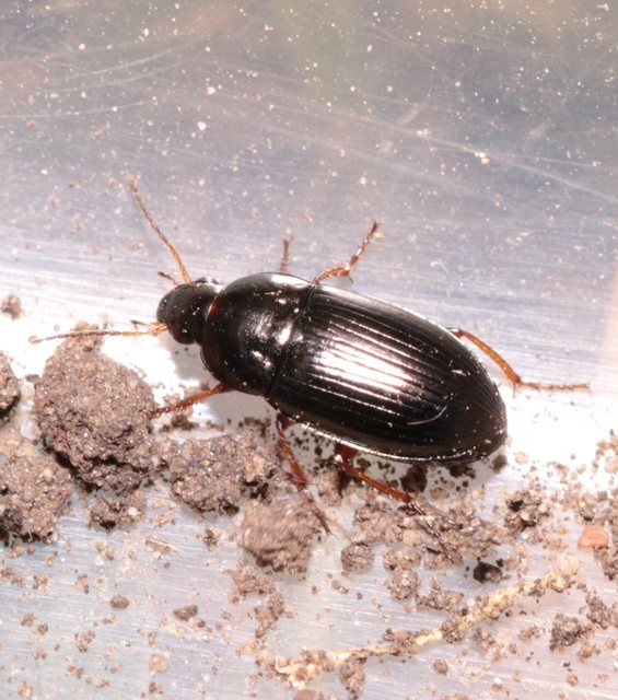 Amara anthobia - réti közfutó Amara anthobia - réti közfutó