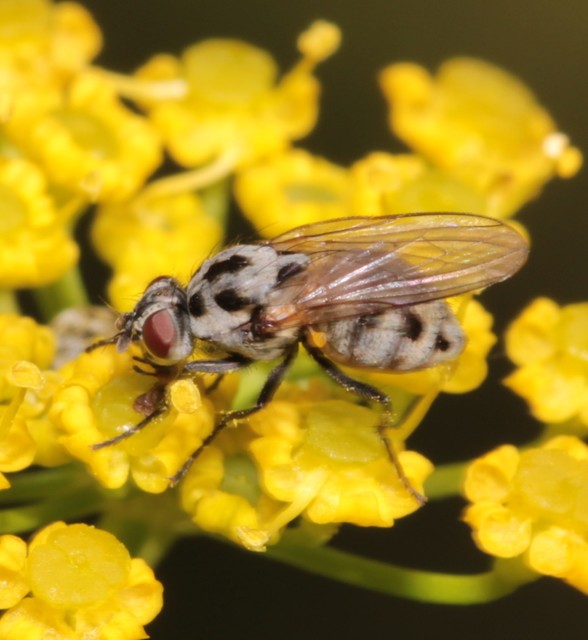 Anthomyia pluvialis