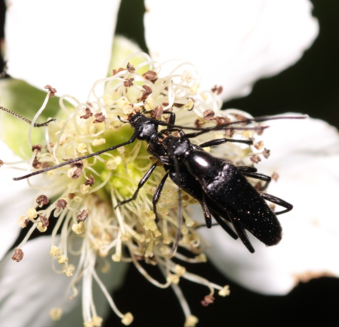 Stenurella nigra - fekete karcsúcincér
