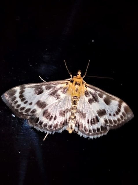 Anania hortulata - tarka csalánmoly