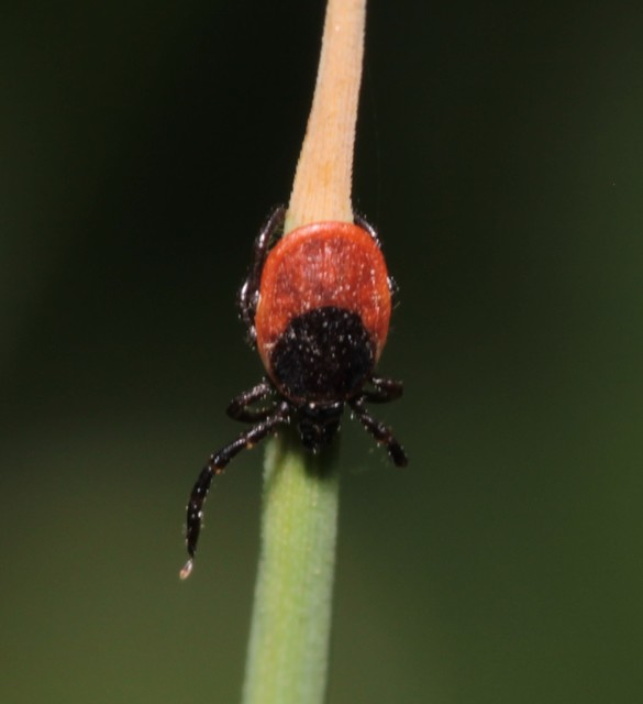 Ixodes