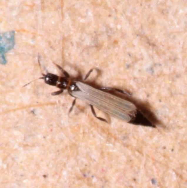 Thysanoptera - Tripszek