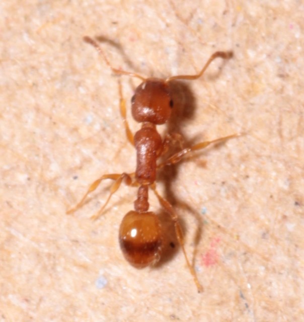 Temnothorax unifasciatus - gyűrűs kéreghangya
