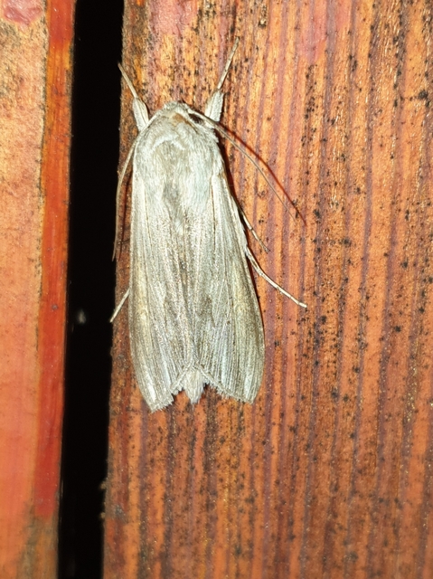 Cucullia umbratica - közönséges csuklyásbagoly