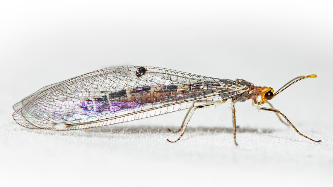 Megistopus flavicornis - kétfoltos hangyaleső