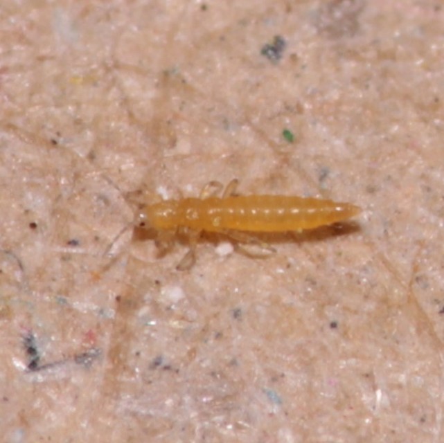 Thysanoptera - Tripszek