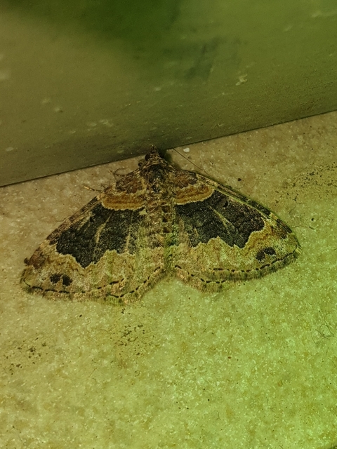 Xanthorhoe ferrugata - kerti tarkaaraszoló