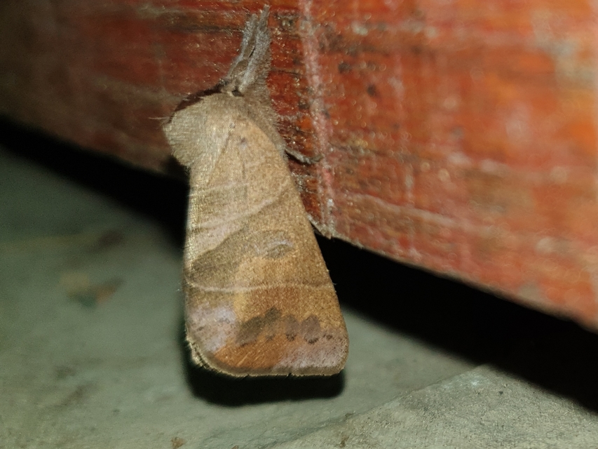 Clostera anastomosis - barna levélszövő