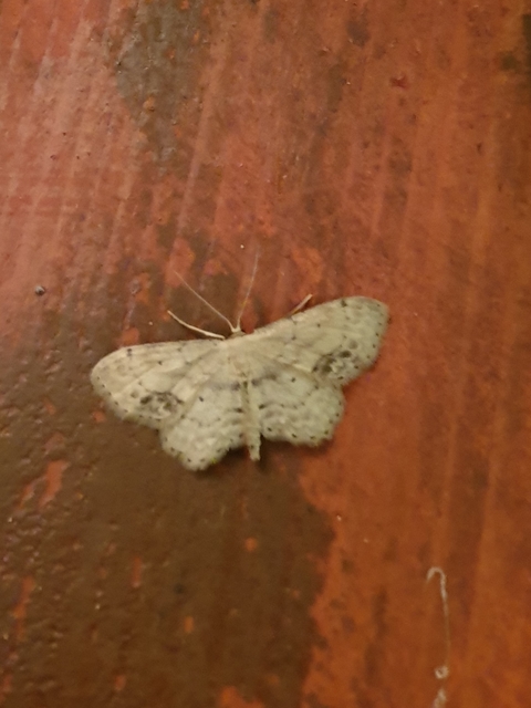 Idaea dimidiata - gyakori apróaraszoló