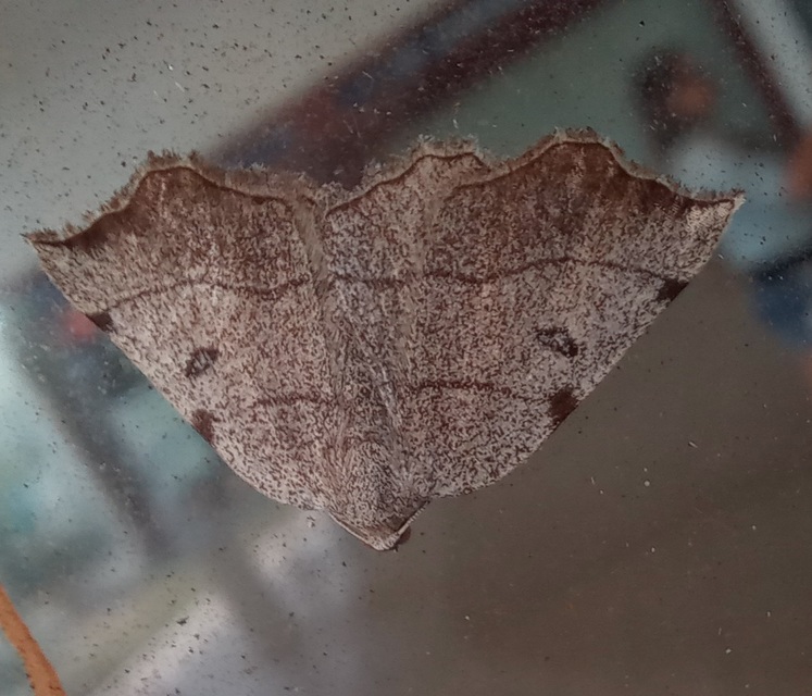 Eilicrinia trinotata - háromjegyű araszoló
