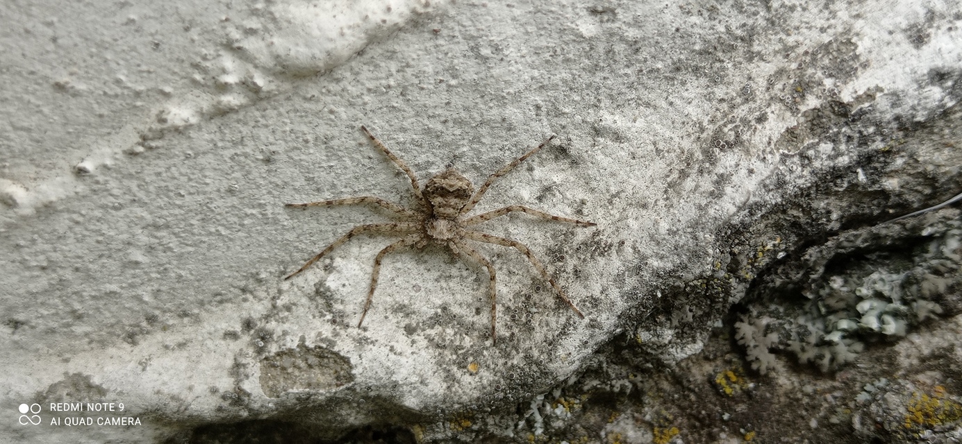 Philodromus poecilus - cifra karolópók