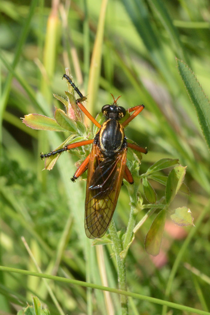 Molobratia teutonus