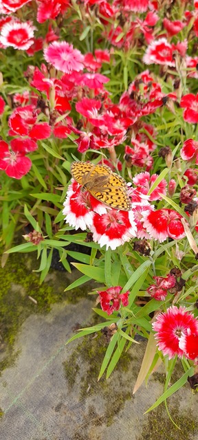Argynnis adippe - ezüstös gyöngyházlepke