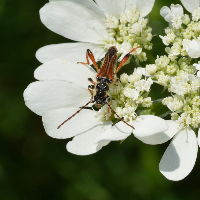 Stenopterus rufus - tarkacsápú keskenyfedőscincér