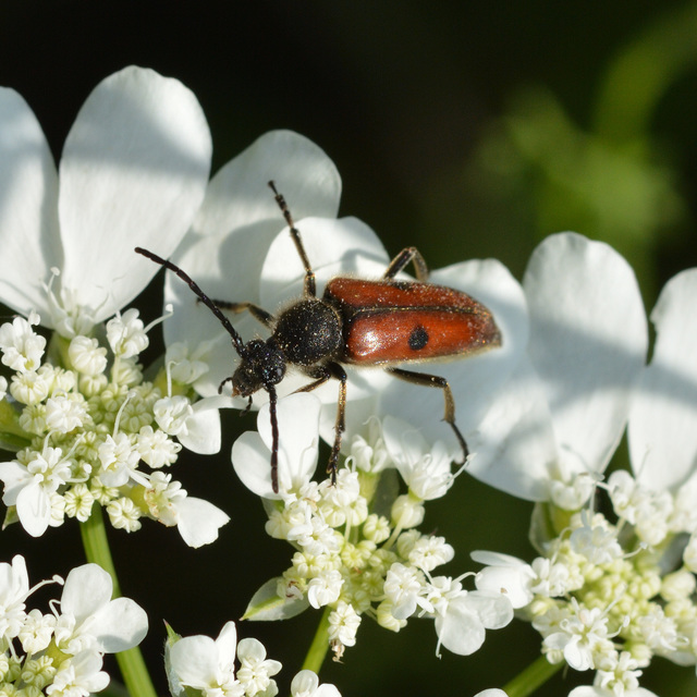 Vadonia unipunctata - kétpettyes virágcincér