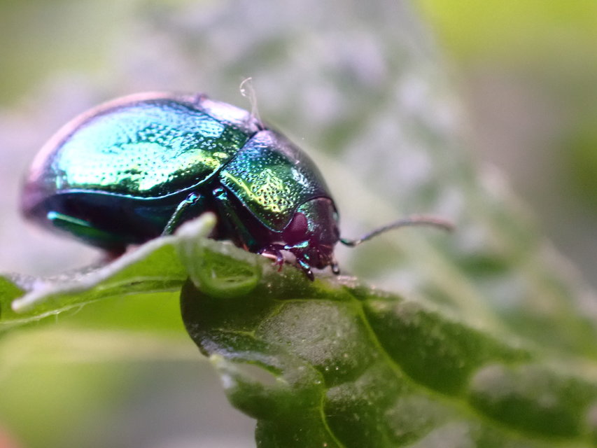 Chrysolina herbacea - zöld mentalevelész