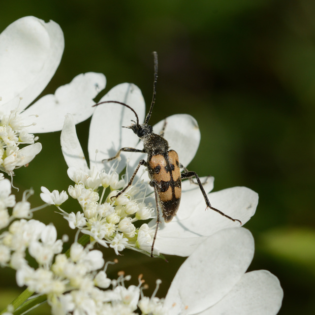 Pachytodes erraticus - rajzos virágcincér