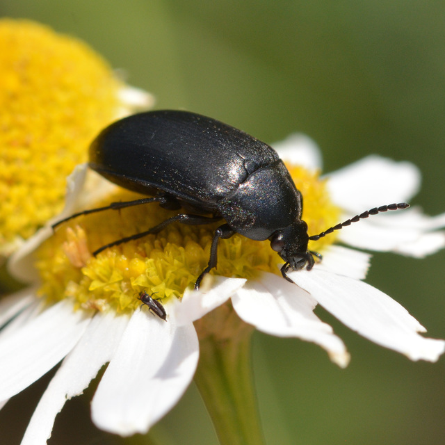 Podonta nigrita - szerecsenbogár