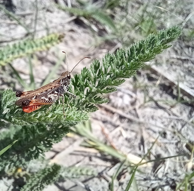 Myrmeleotettix antennatus - homoki bunkóscsápúsáska