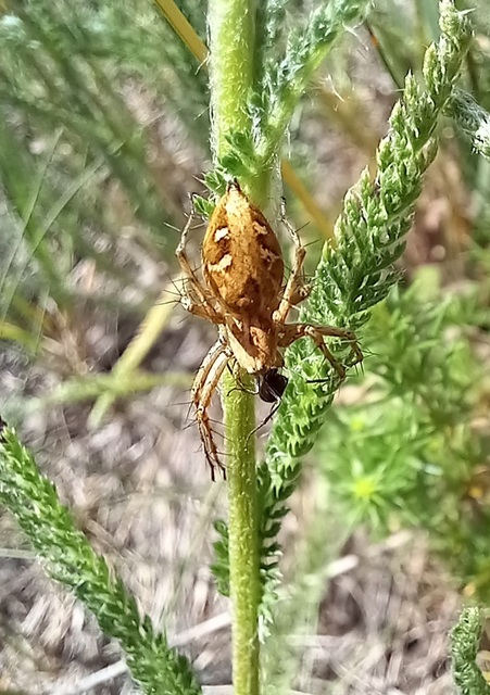 Oxyopes heterophthalmus - homoki hiúzpók