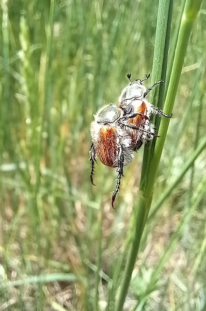 Chaetopteroplia segetum - rozsszipoly