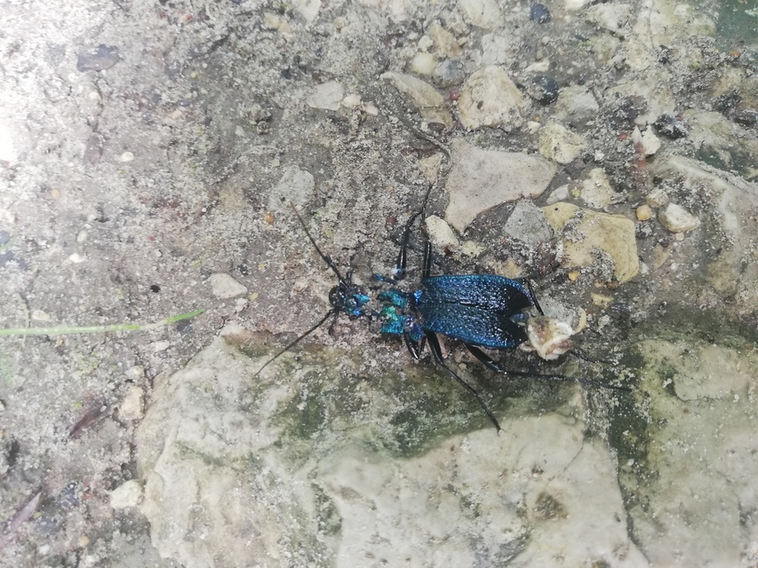 Carabus intricatus - kék laposfutrinka