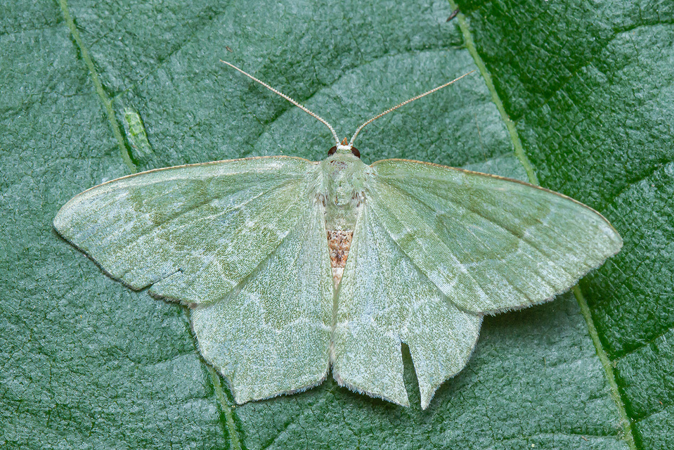 Hemithea aestivaria - nyír-zöldaraszoló