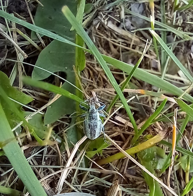 Chlorophanus excisus - kerektorú zöldormányos