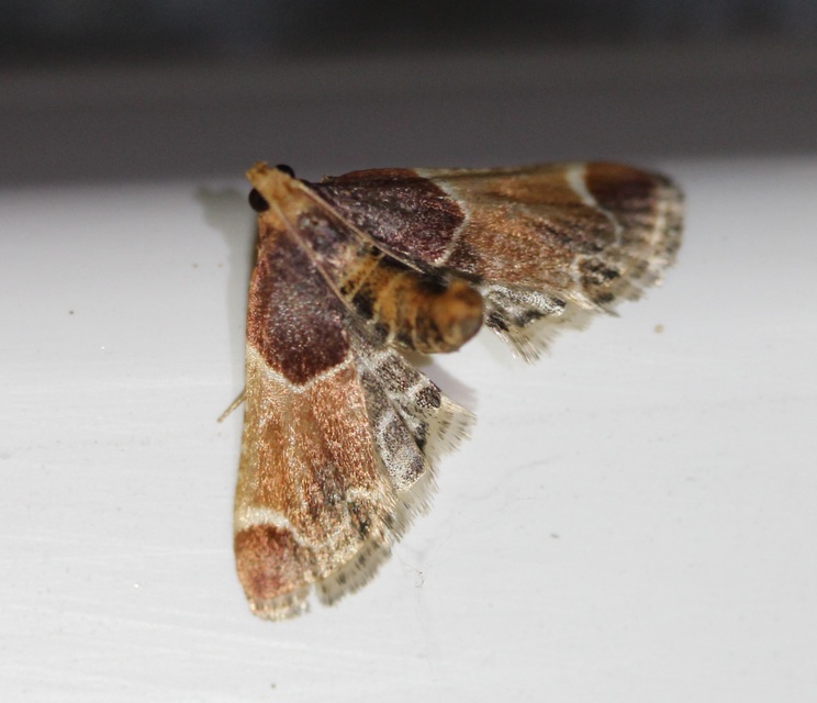 Pyralis farinalis - lisztilonca