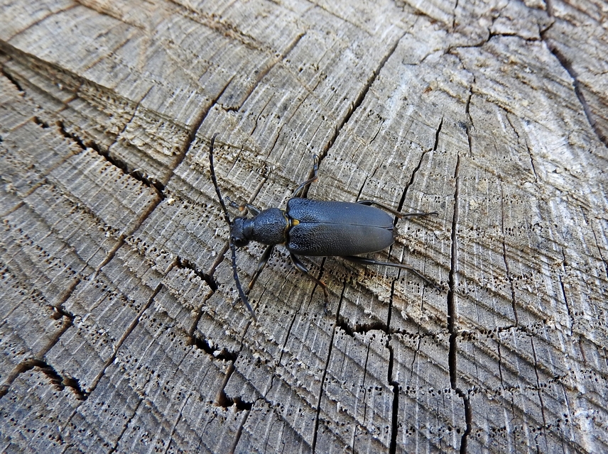 Stictoleptura scutellata - hegyi virágcincér