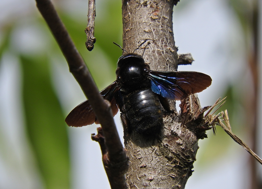Xylocopa valga - gyakori fadongó
