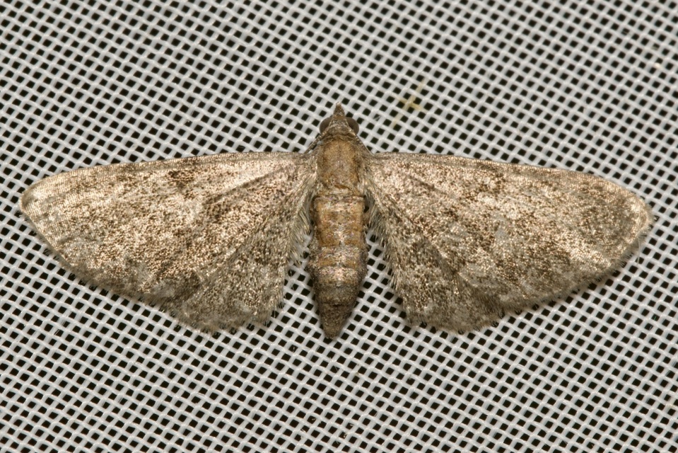 Eupithecia haworthiata - rozsdástestű törpearaszoló