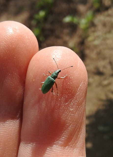 Polydrusus formosus - selymes lombormányos