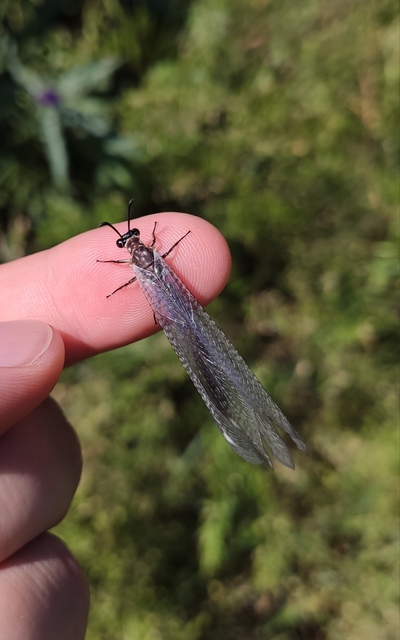 Myrmeleontidae - hangyalesők