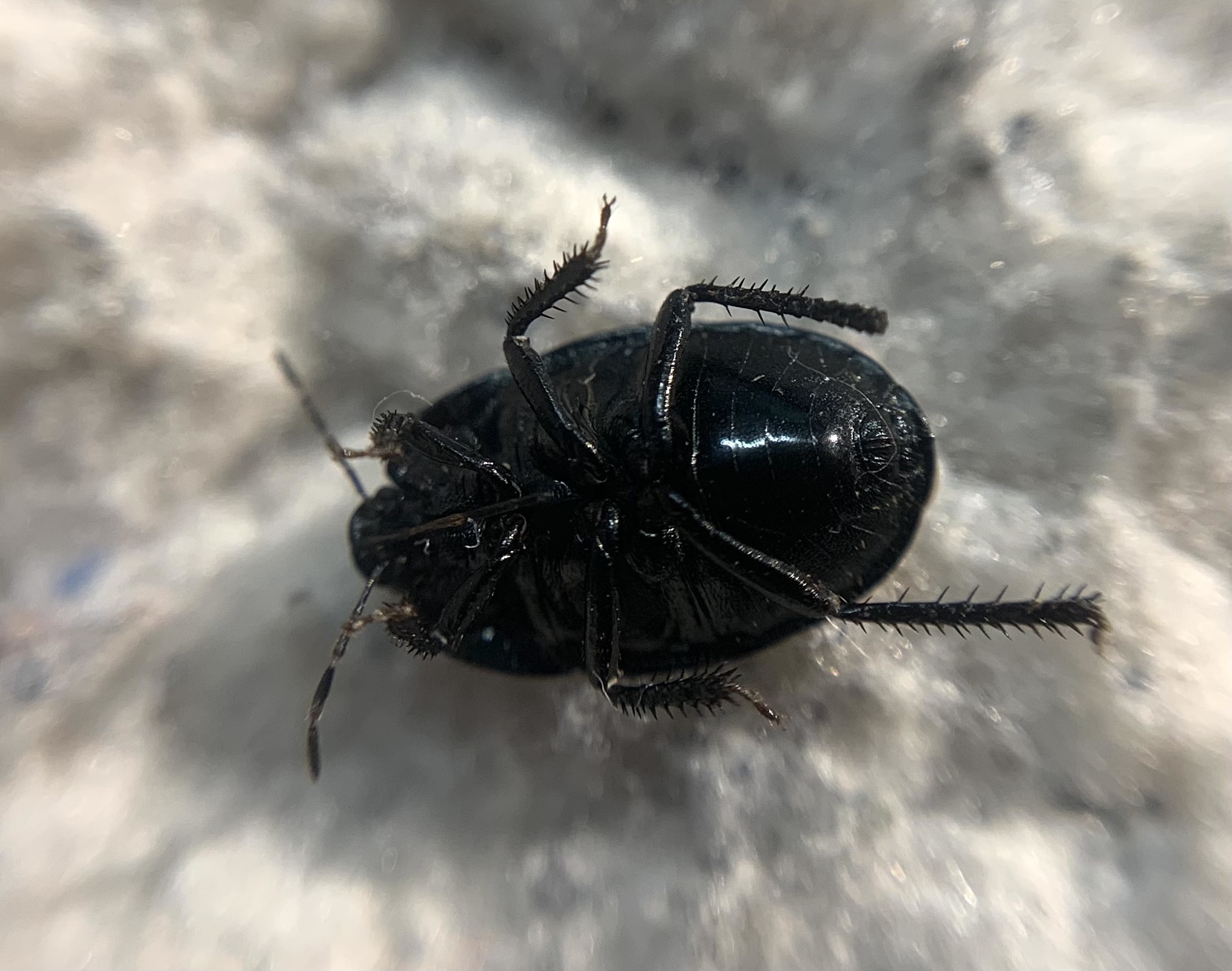 Sehirus ovatus