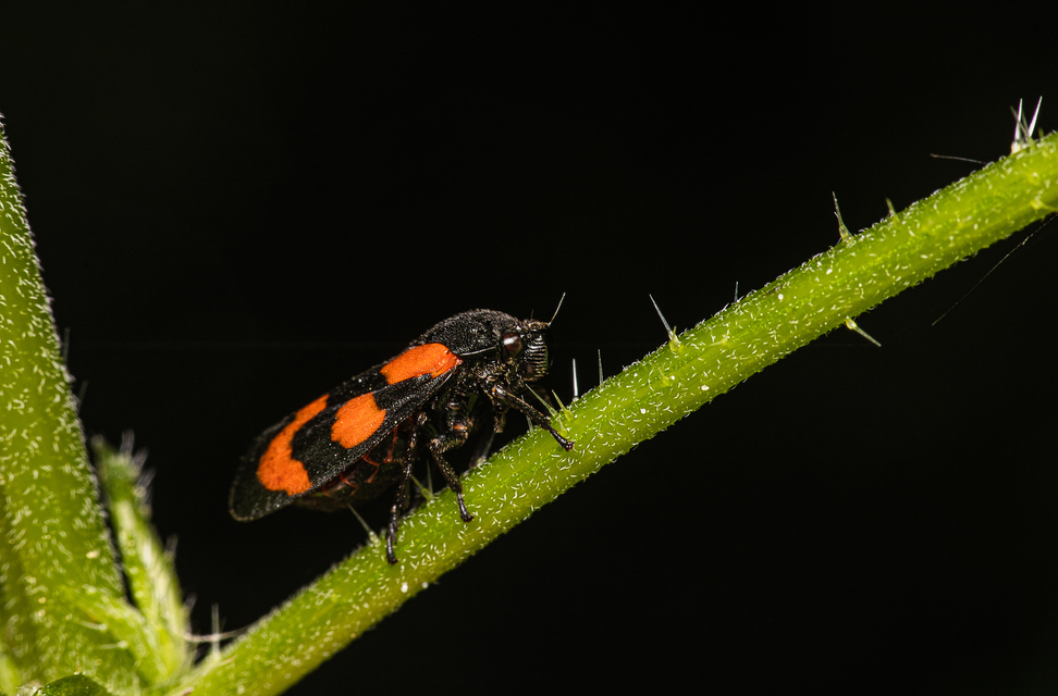 Cercopis vulnerata